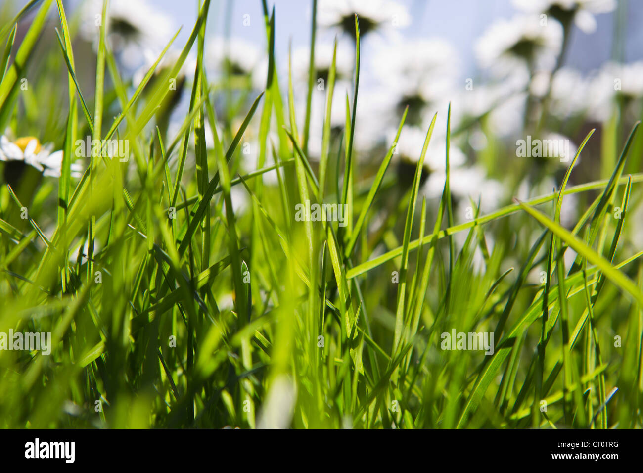 Close up of blades of grass in field Stock Photo