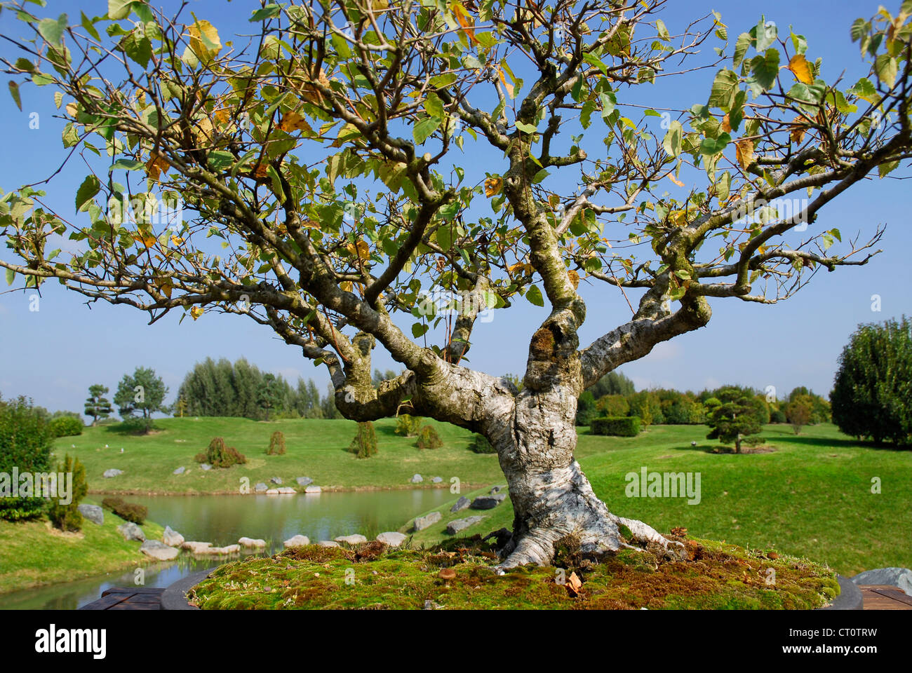 Closeup bonsai Alba birch (Betula) in its pot with the country in the background Stock Photo