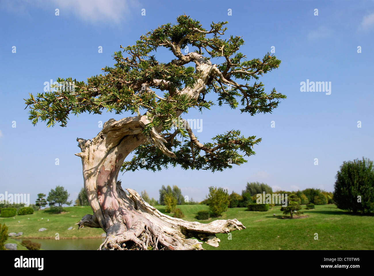 Closeup bonsai taxus on country background Stock Photo