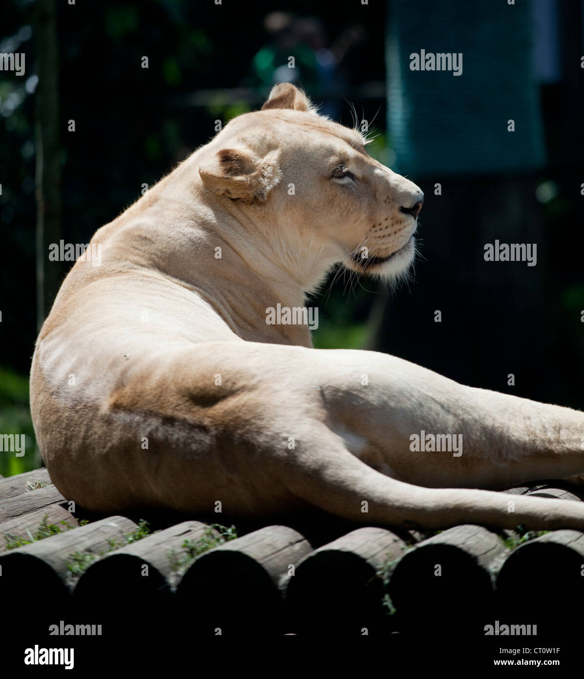 Paradise wildlife park hi-res stock photography and images - Alamy