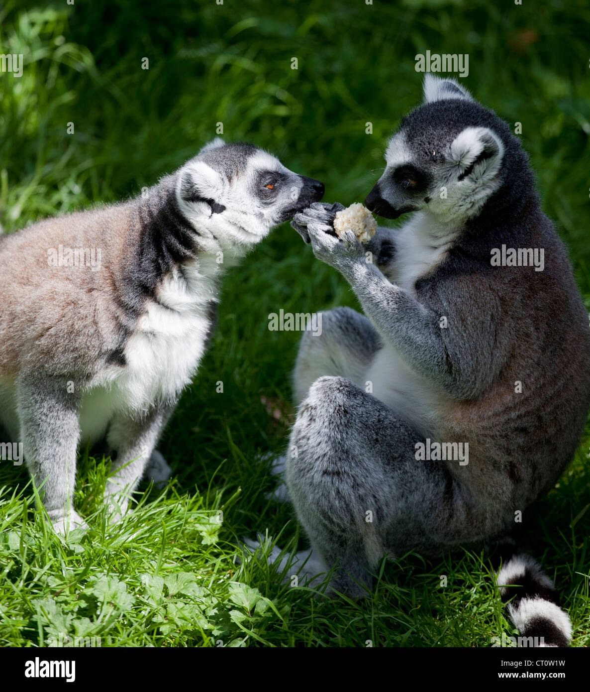 Two ring tailed lemurs at Paradise Wildlife Park, Broxbourne Stock Photo