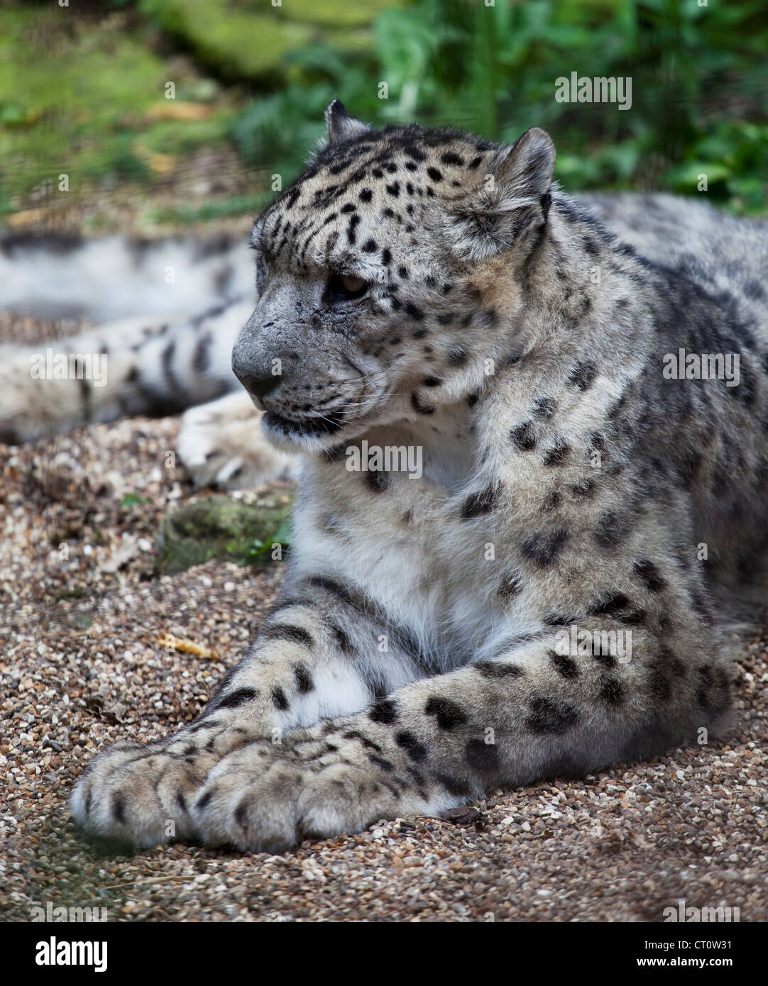 Snow leopard at Paradise Wildlife Park, Broxbourne Stock Photo Alamy