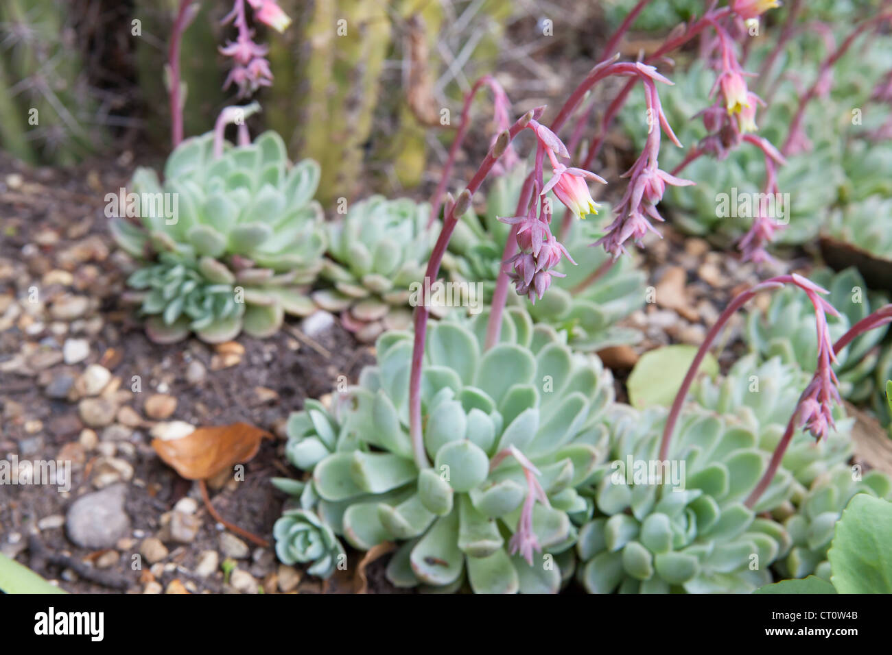 Echeveria secunda var. glauca with flowering spike Stock Photo