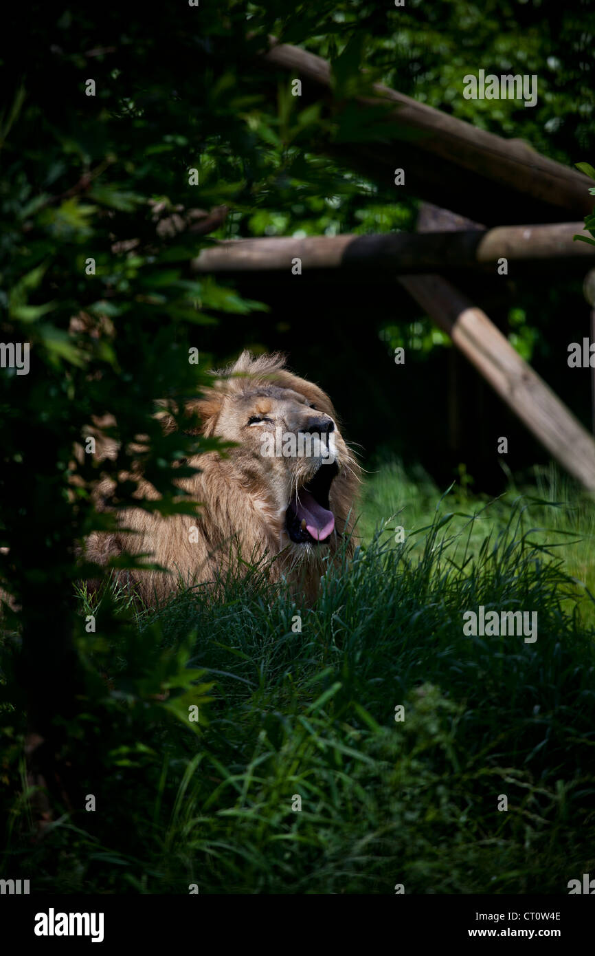 Lion yawning at Paradise Wildlife Park, Broxbourne Stock Photo