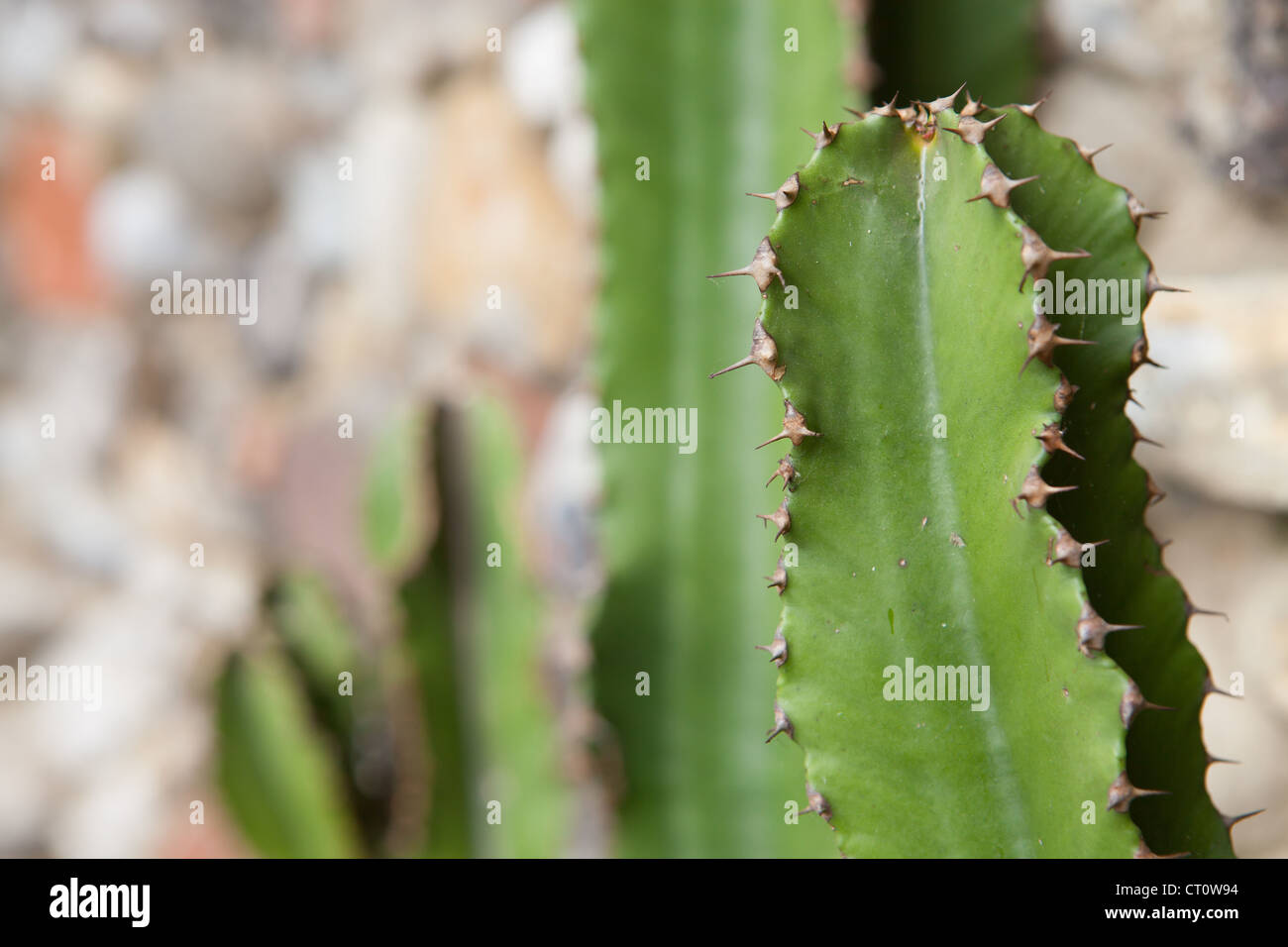 Euphorbia ingens - Candelabra Tree Stock Photo