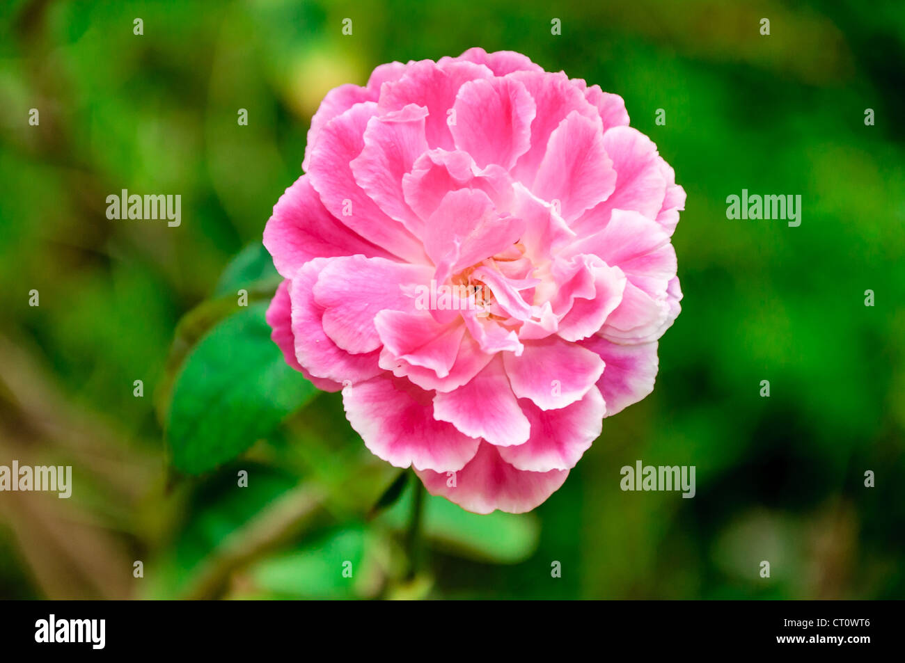 White rose blooms up close hi-res stock photography and images - Alamy
