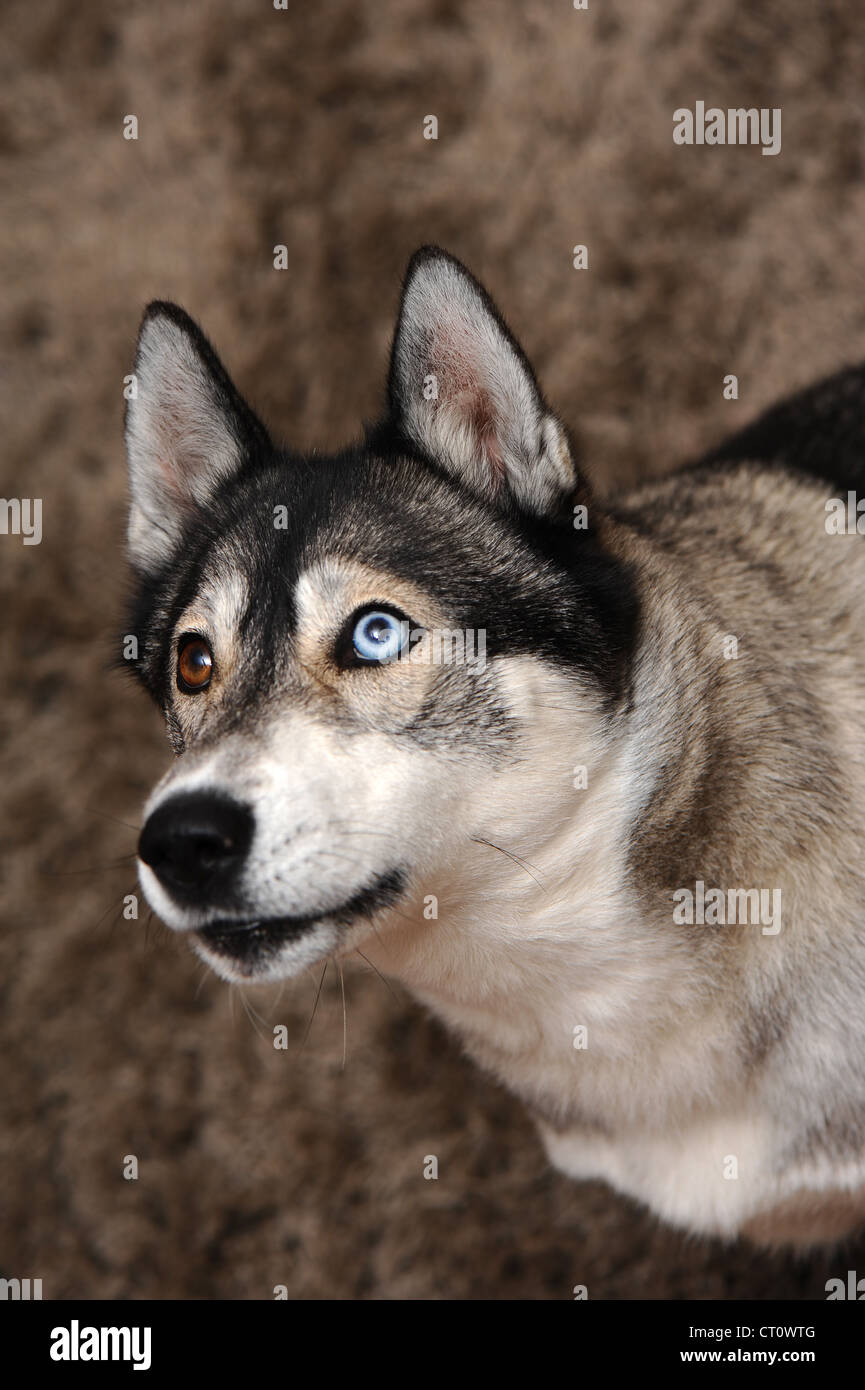 Husky biscuit outlet