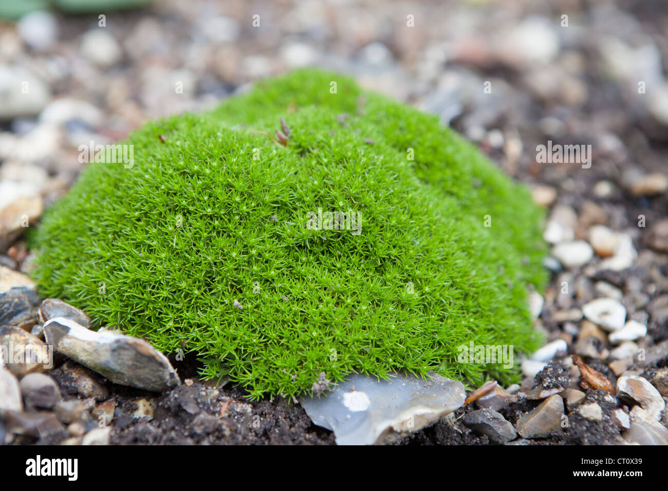 Cushion plant hires stock photography and images Alamy