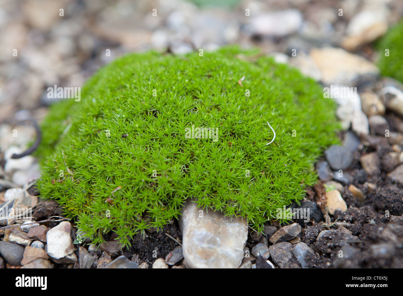 Cushion plant hires stock photography and images Alamy
