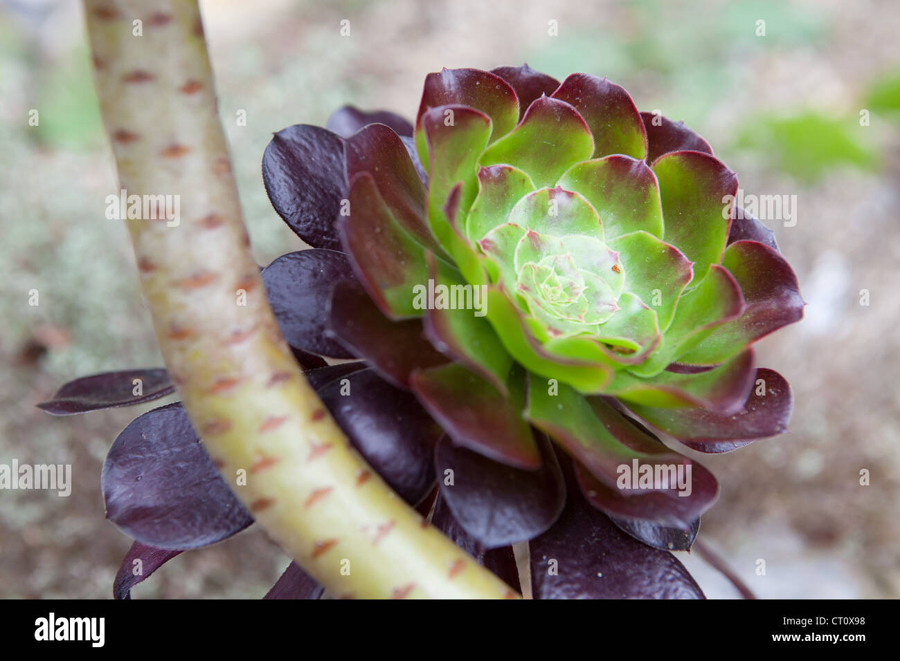 Aeonium 'Voodoo' is a hybrid of this species with the 'Zwarkop' variety of Aeonium arboreum Stock Photo