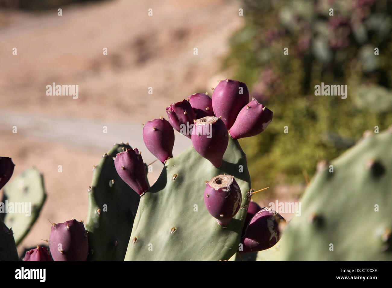 Opuntia with ripe fruits Stock Photo
