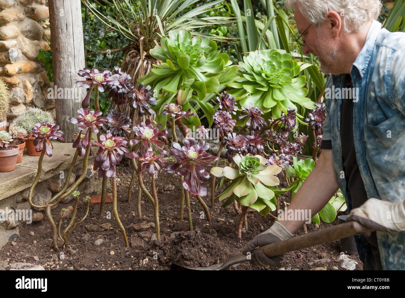 Will Giles planting Aeonium arboreum 'Zwartkop' Stock Photo