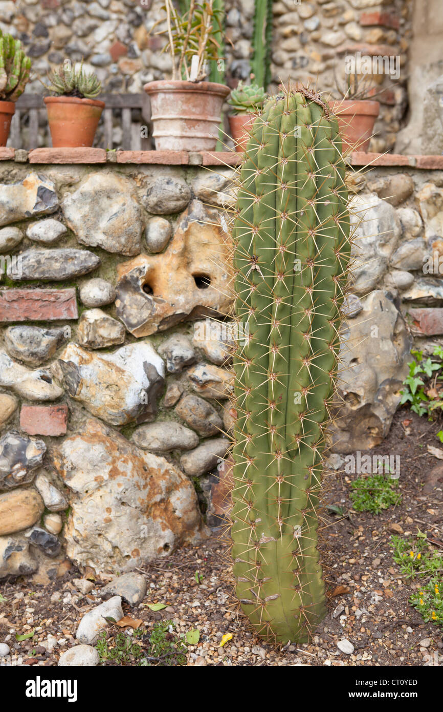 Echinopsis pachanoi (syn. Trichocereus pachanoi), the San Pedro cactus Stock Photo Alamy Echinopsis pachanoi (syn. Trichocereus pachanoi), the San Pedro cactus Stock Photo Alamy