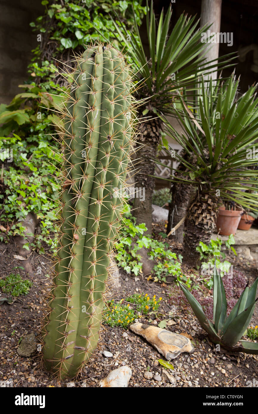 Echinopsis pachanoi (syn. Trichocereus pachanoi), the San Pedro cactus Stock Photo Alamy