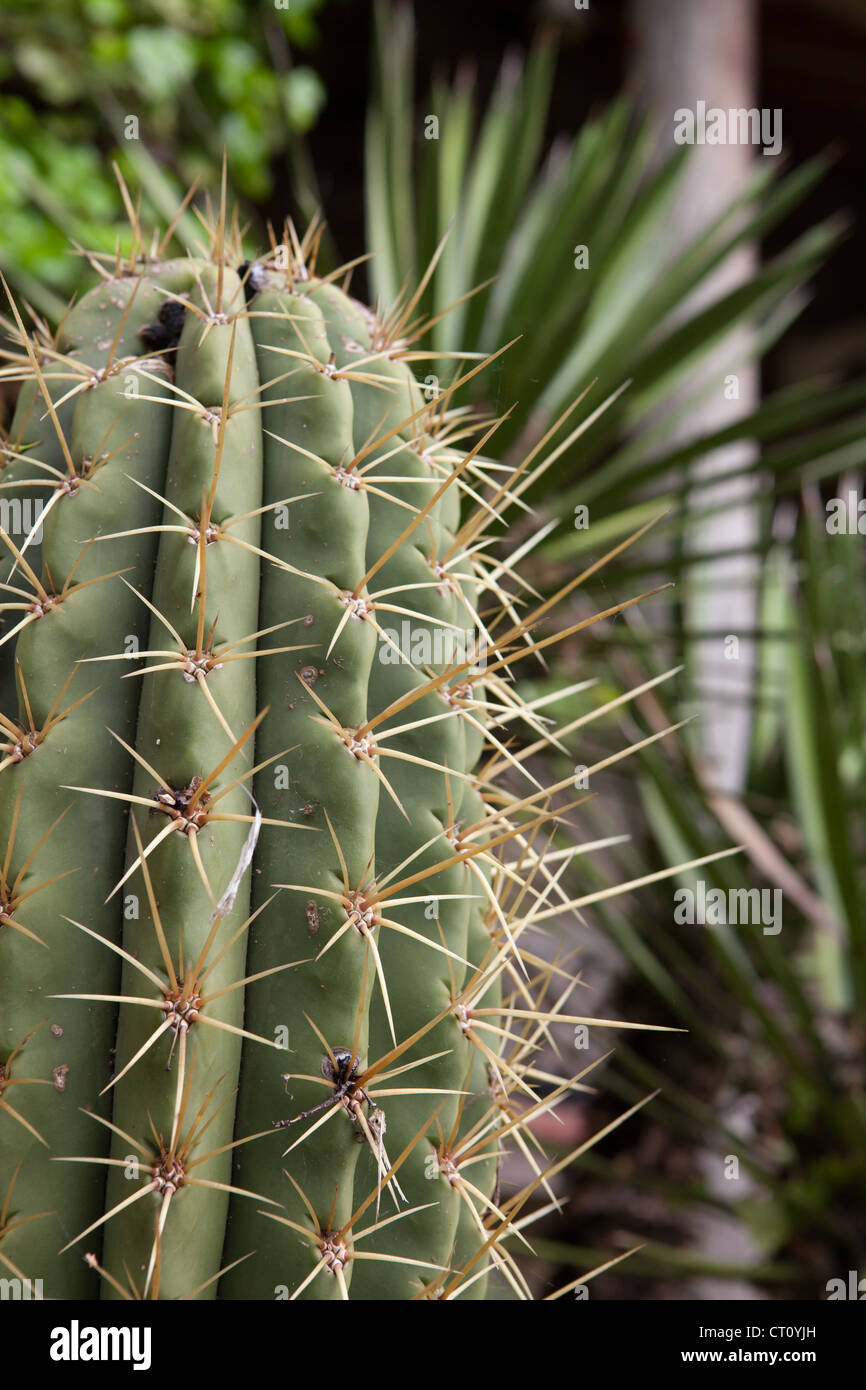 Echinopsis pachanoi (syn. Trichocereus pachanoi), the San Pedro cactus Stock Photo Alamy Echinopsis pachanoi (syn. Trichocereus pachanoi), the San Pedro cactus Stock Photo Alamy