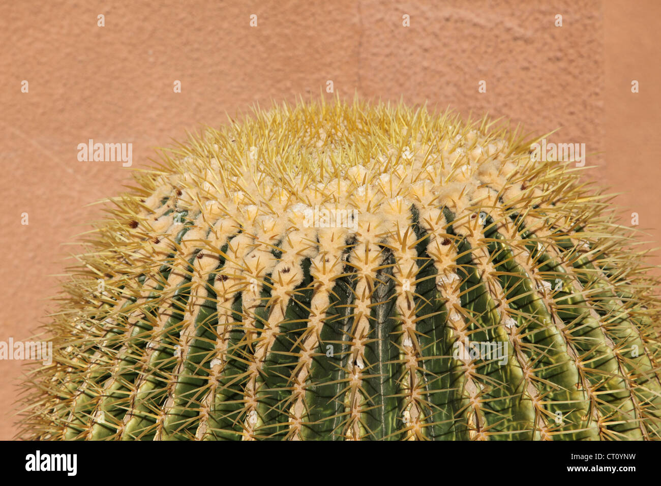 Close up image of cactus Stock Photo