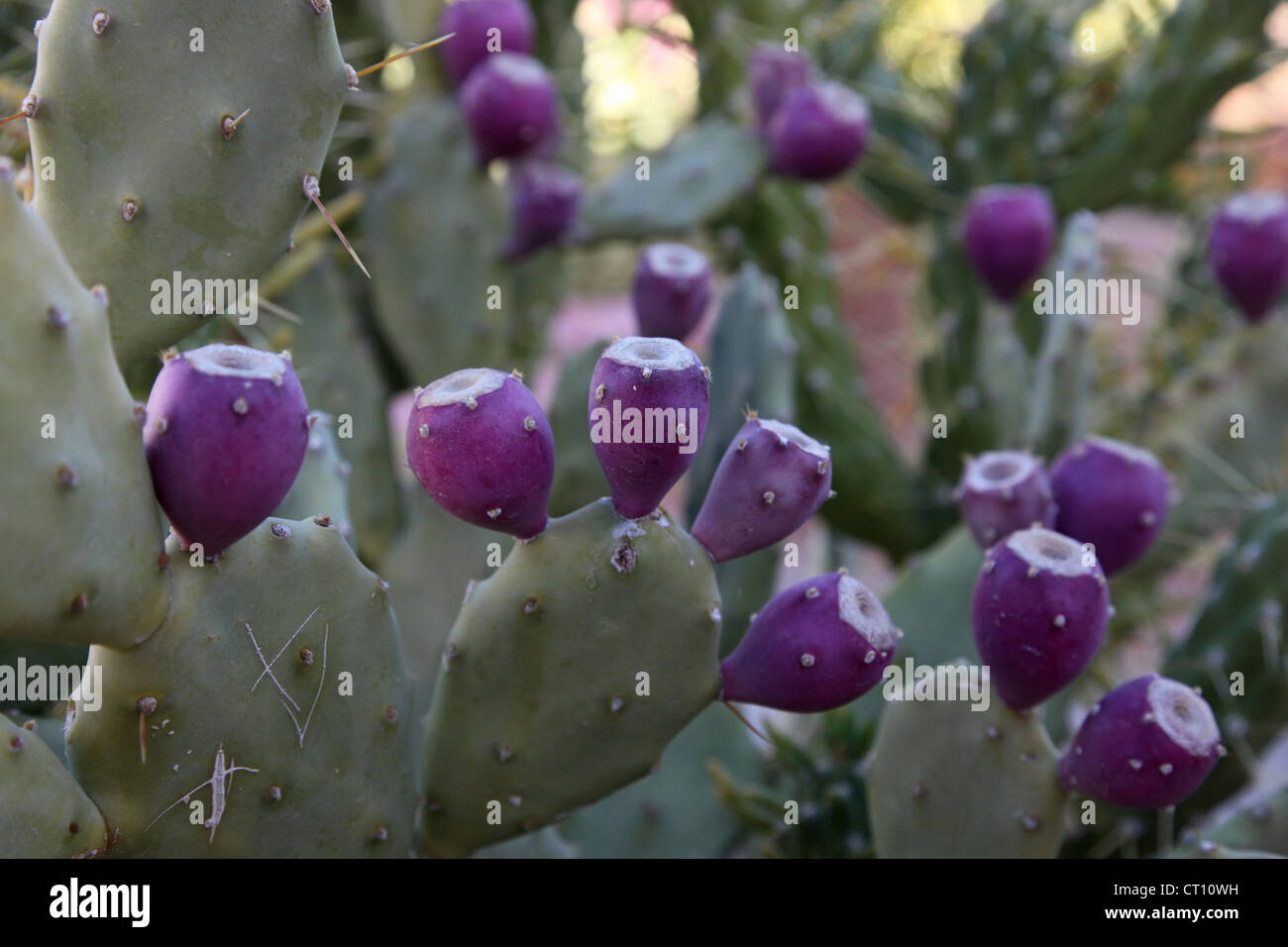 Opuntia with ripe fruits Stock Photo