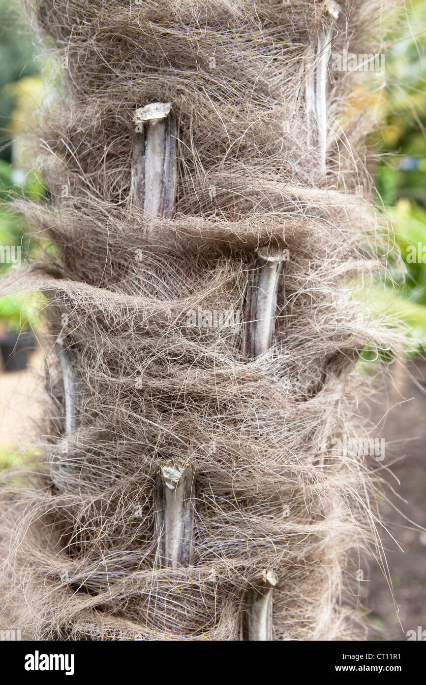 Trachycarpus fortunei (Chusan Palm, Windmill Palm or Chinese Windmill Palm) Stock Photo