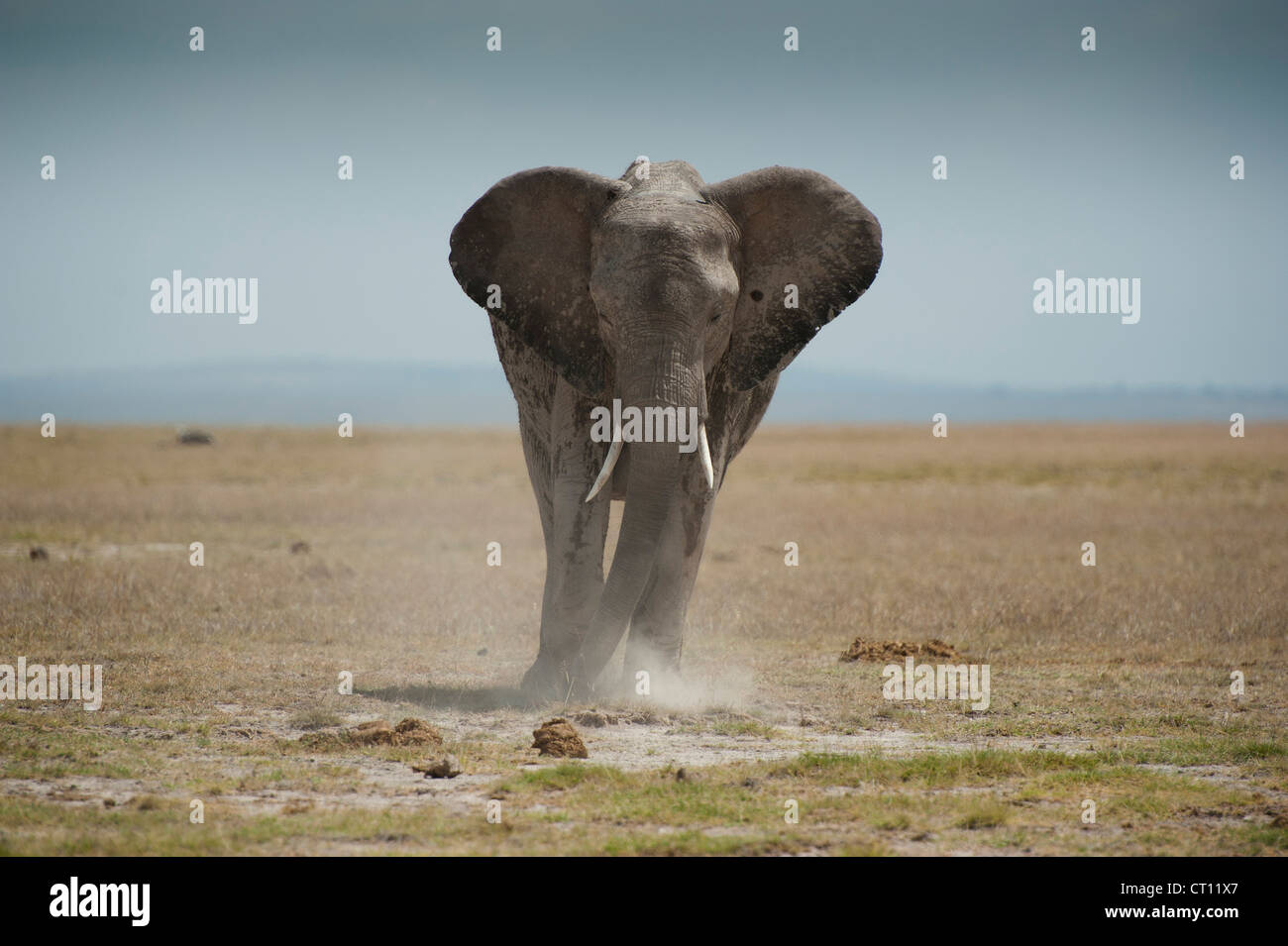 Elephant kicking dust in Amboseli Stock Photo