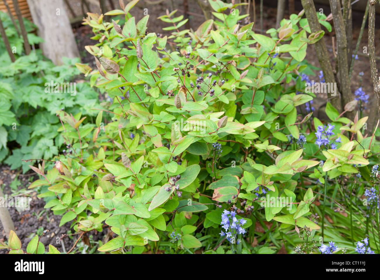 Hypericum androsaemum, commonly known as tutsan Stock Photo - Alamy