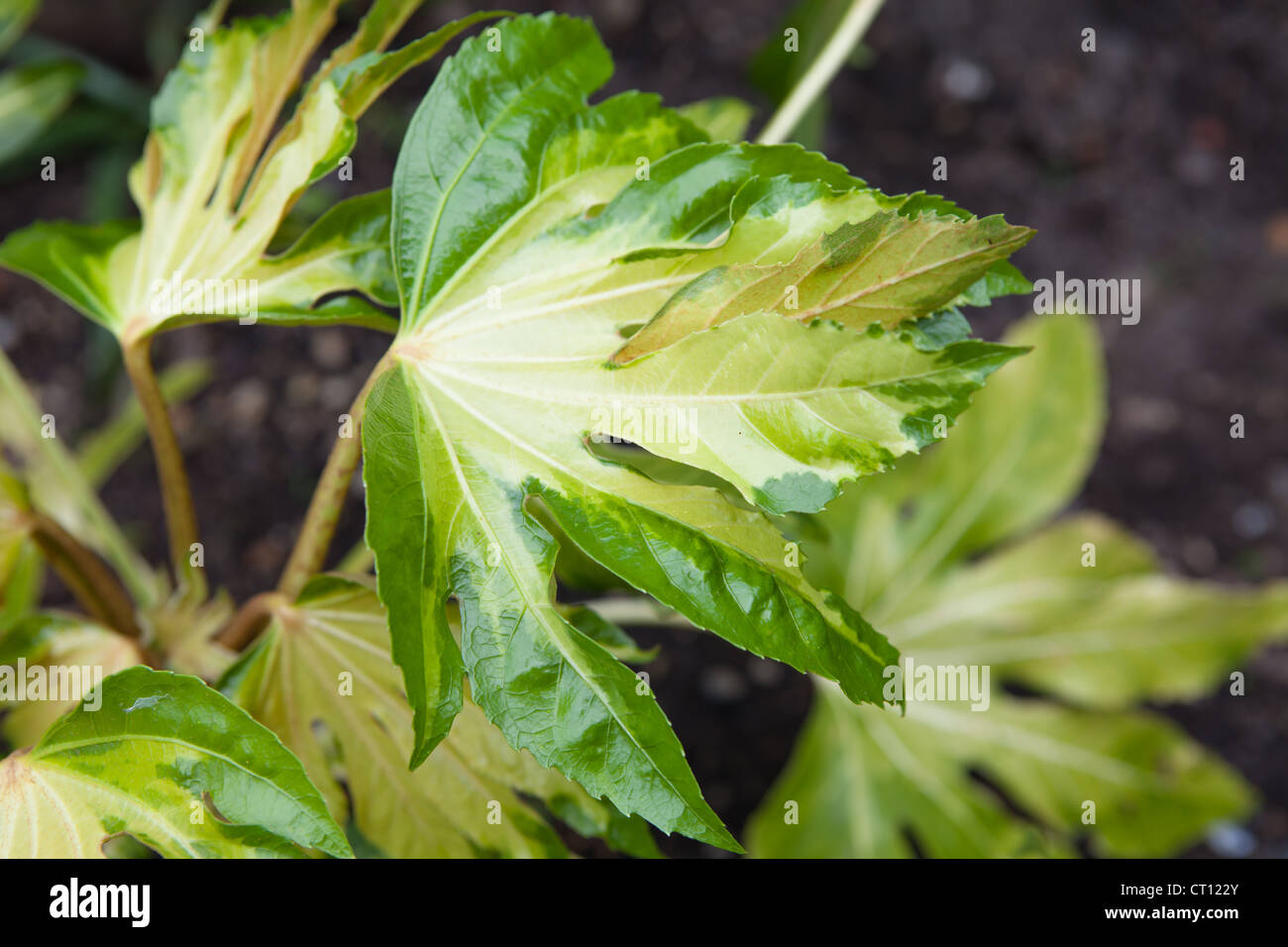 Fatsia japonica 'Variegata' Leaf detail Stock Photo