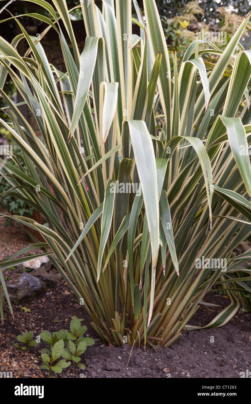 Phormium tenax 'Variegata' New Zealand Flax Stock Photo Alamy