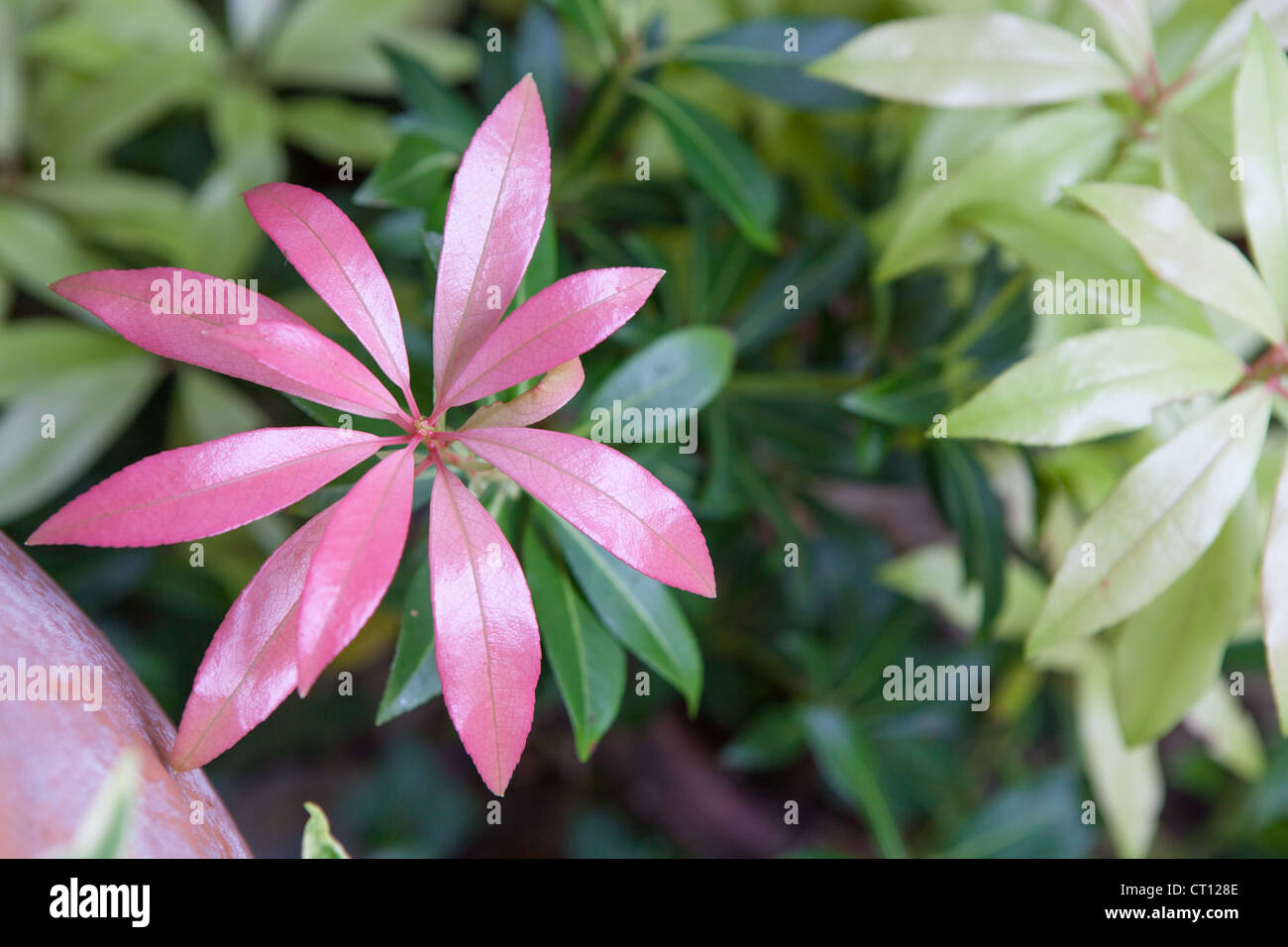 Pieris forest flame hires stock photography and images Alamy