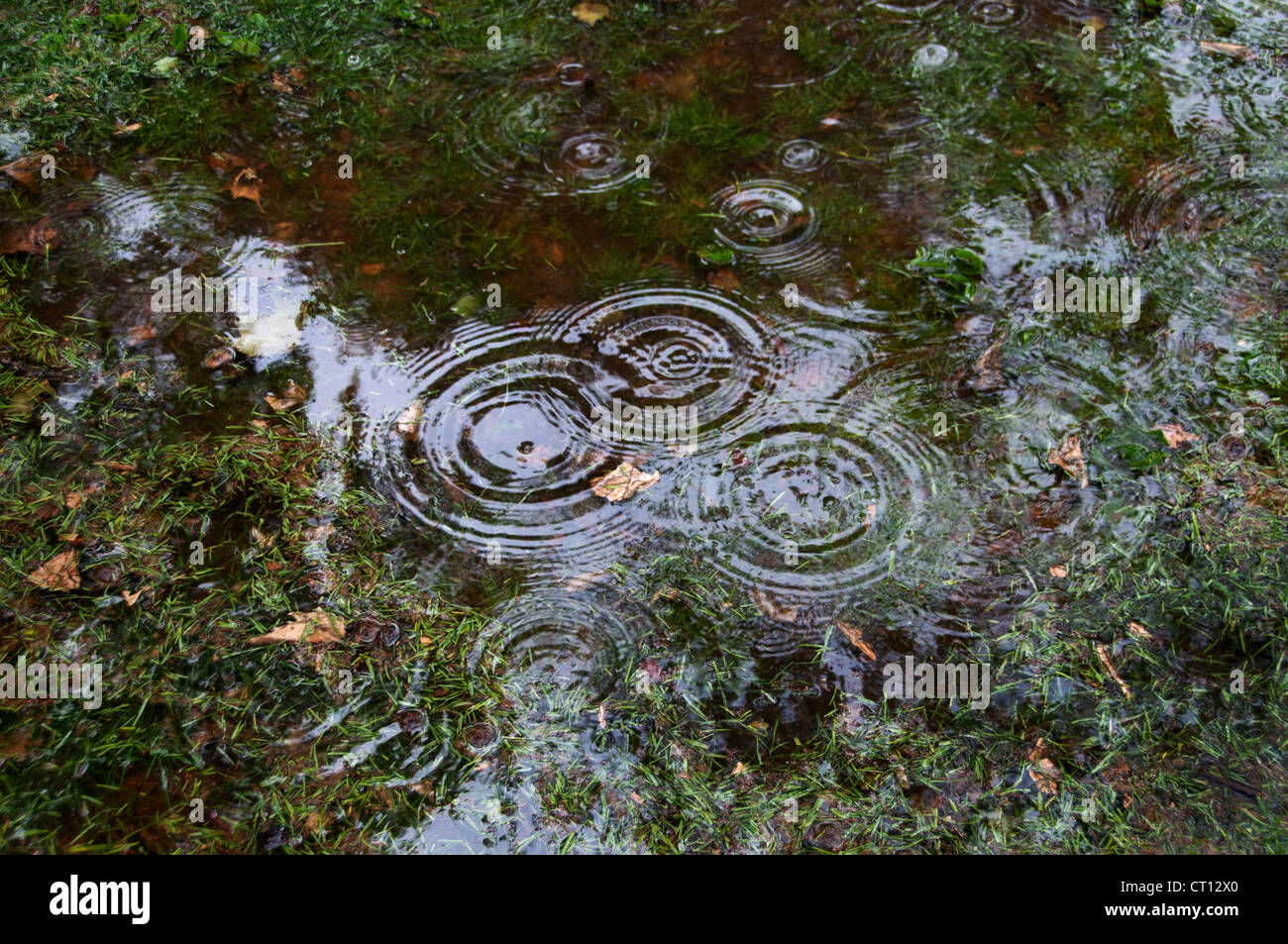 Rain drops falling in puddle in park Stock Photo