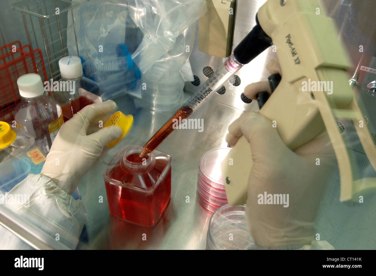 Lab assistant working with Adult Stem Cells Stock Photo