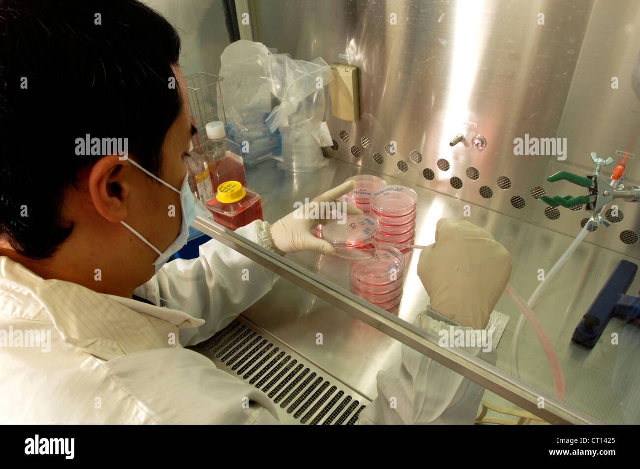 Lab assistant working with Adult Stem Cells Stock Photo