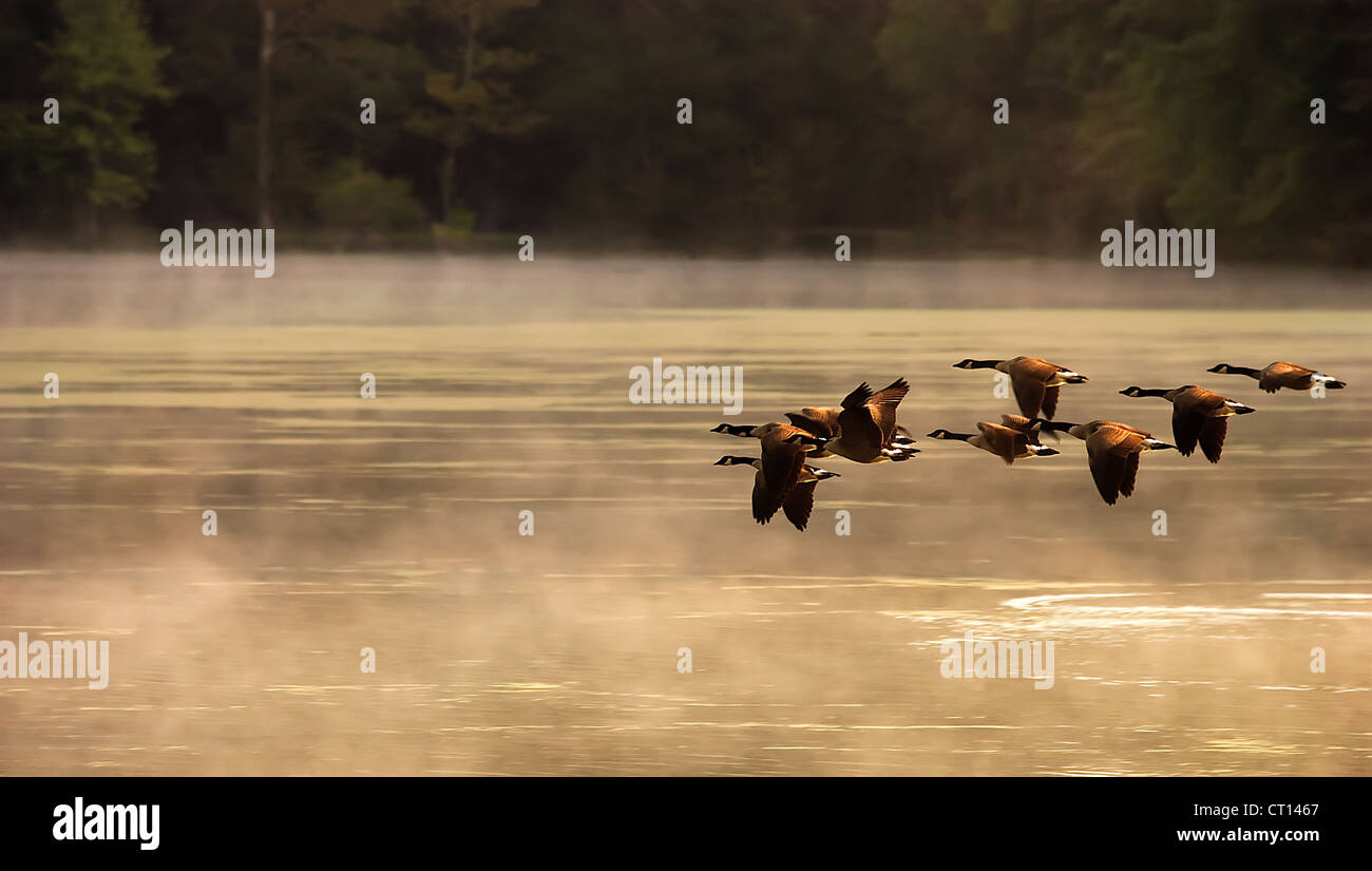 Geese fly over a foggy lake Stock Photo Alamy