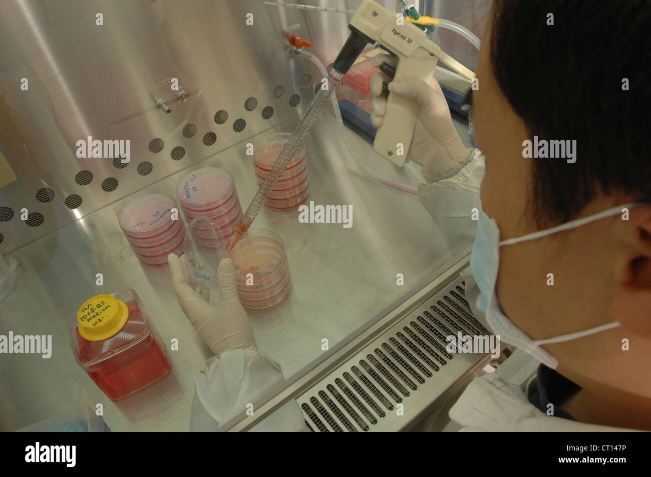 Lab assistant working with Adult Stem Cells Stock Photo