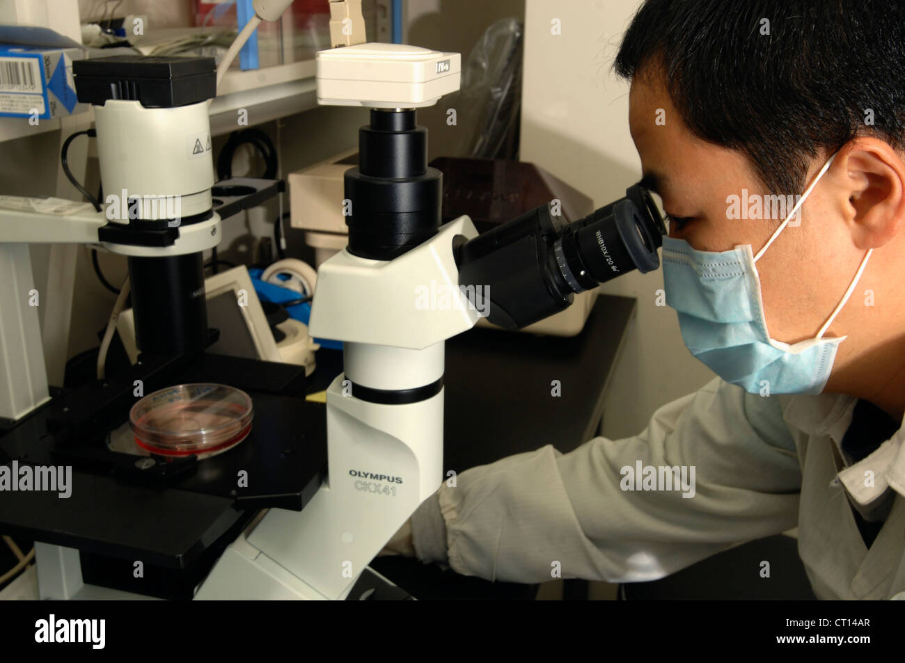 Technician looking at adult stem cells under a microscope Stock Photo