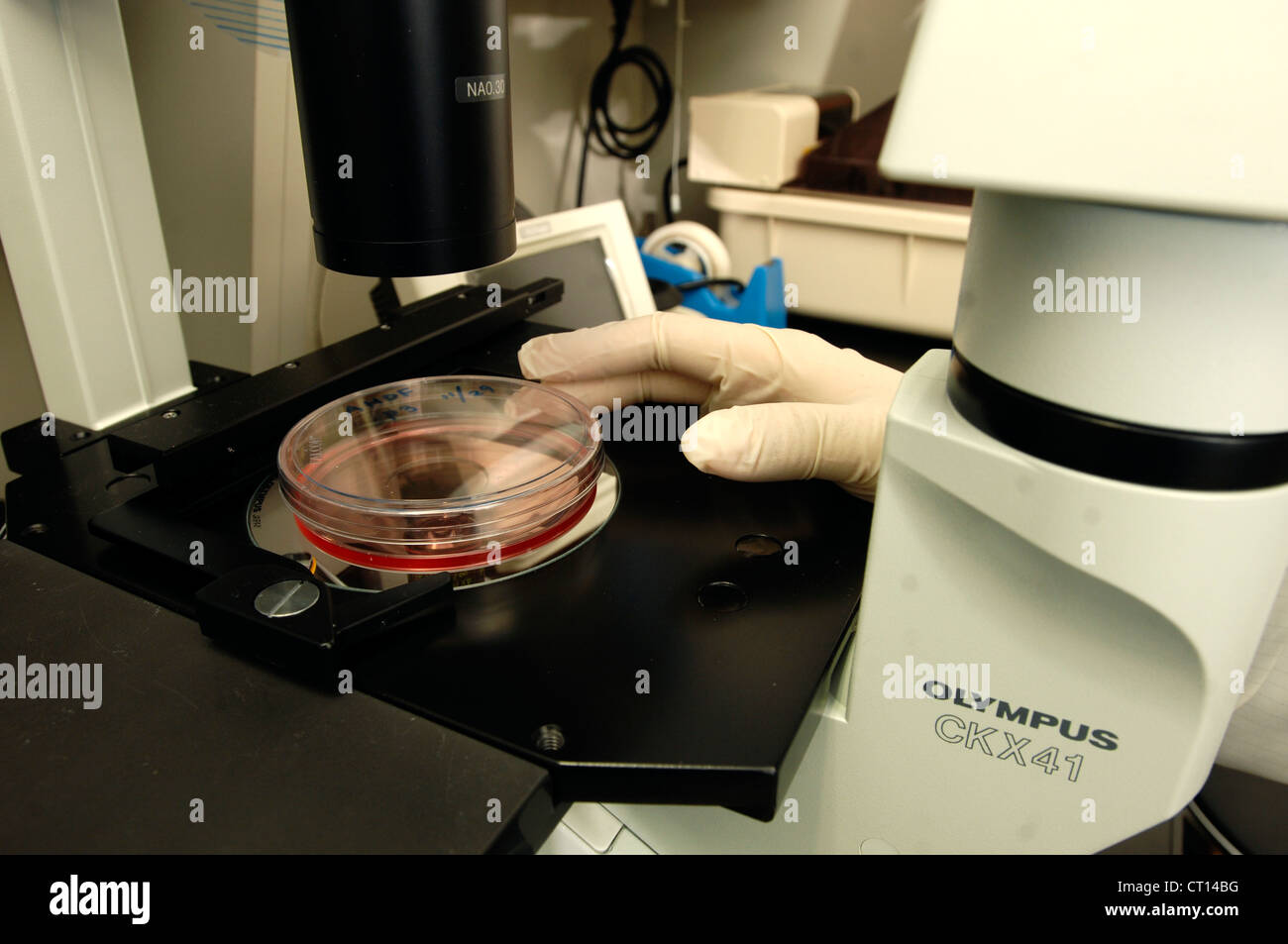 Adult Stem Cells in tray Stock Photo