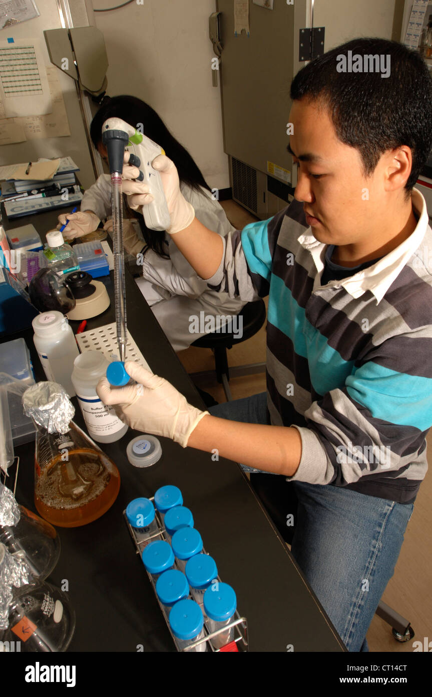 Technician working with adult stem cells Stock Photo