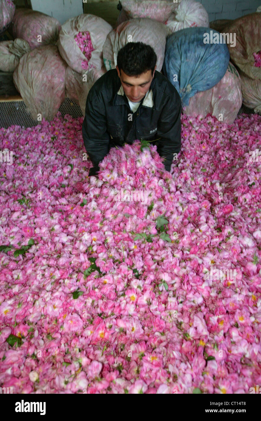 Cultured Rose High Resolution Stock Photography and Images - Alamy