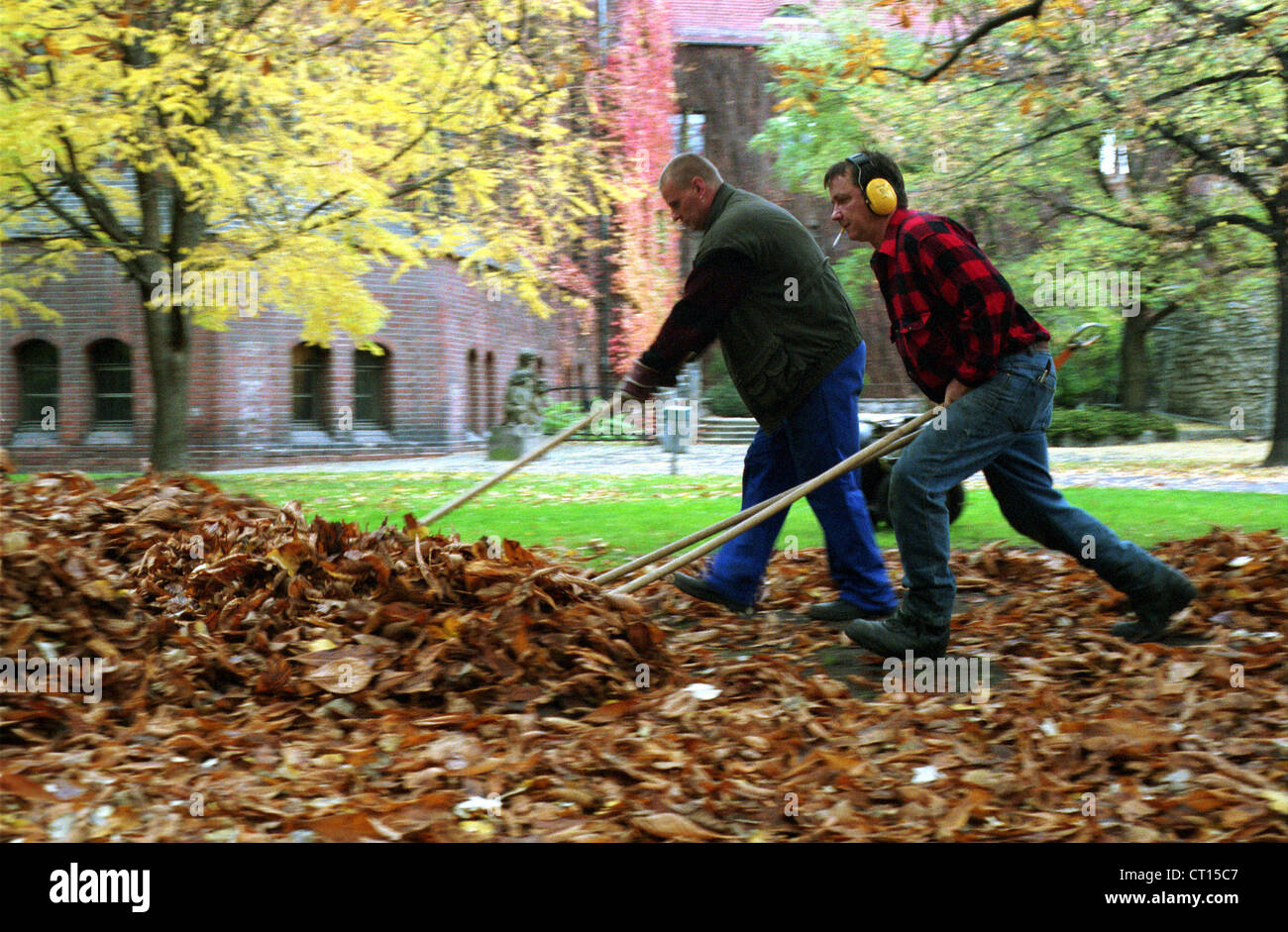 Two men raking leaves together Stock Photo Alamy