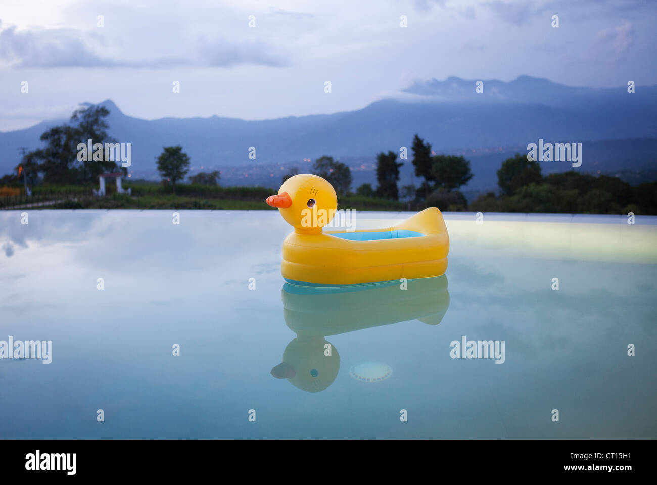 Duck floating in still swimming pool Stock Photo