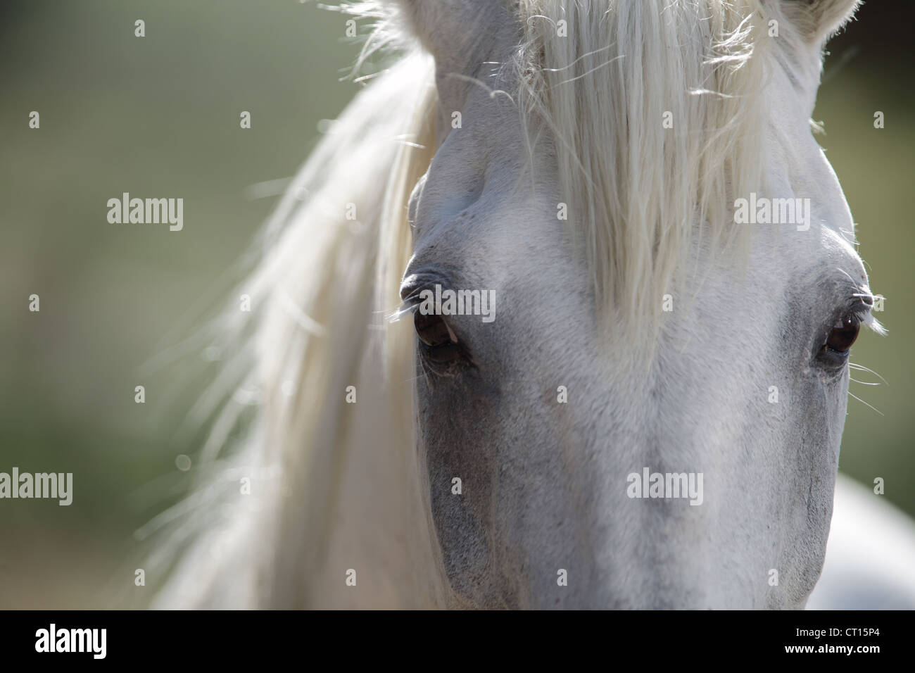 Close up of horses eyes Stock Photo