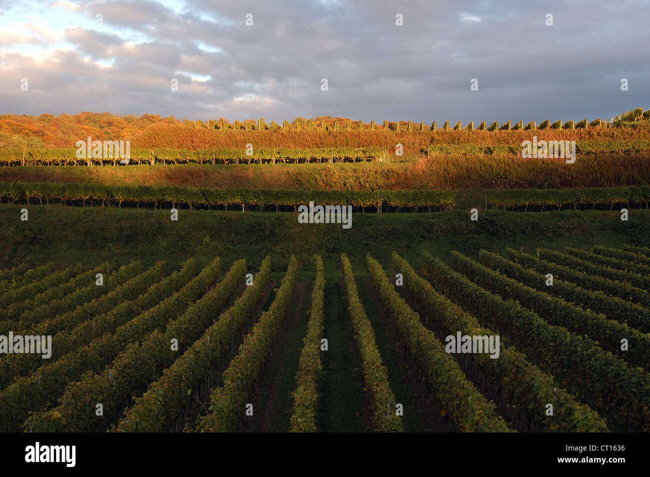 Ihringen Weinberg Kaiserstuhl Stock Photo