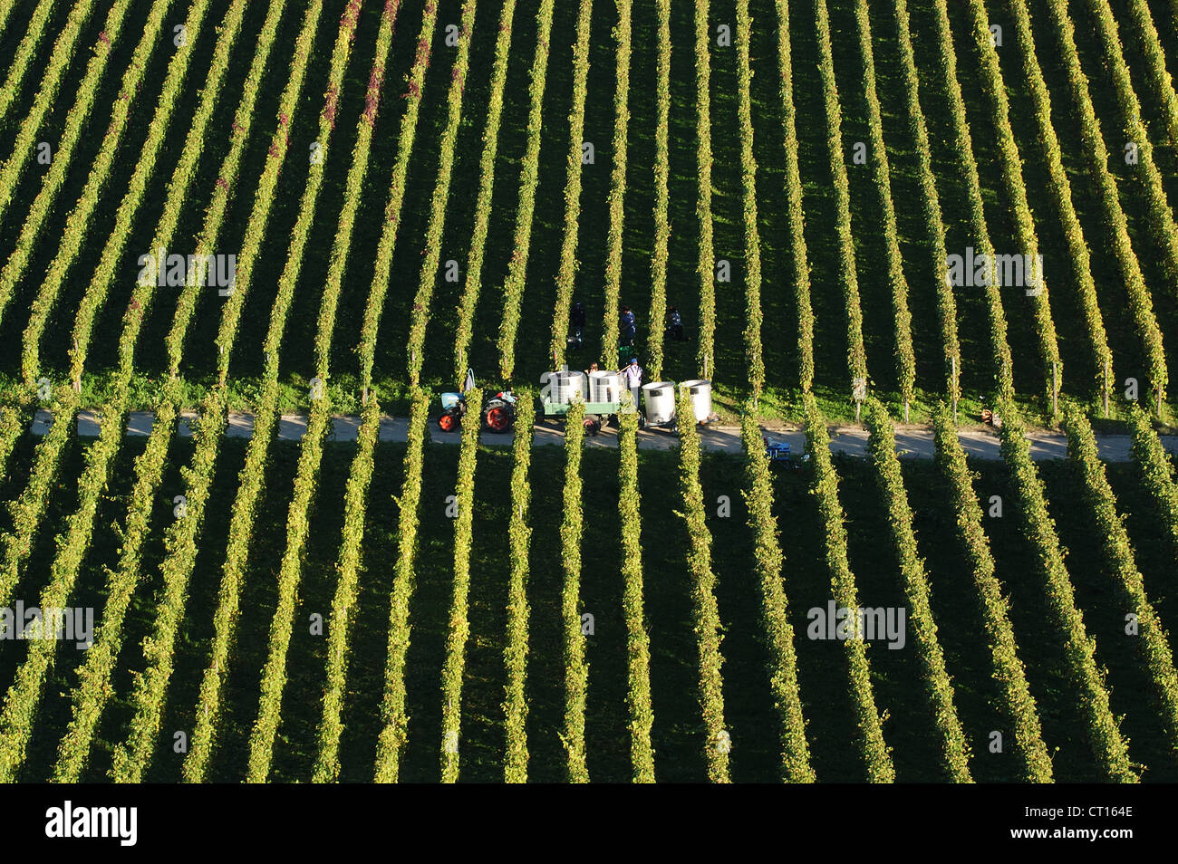 Ihringen Weinberg Kaiserstuhl Stock Photo