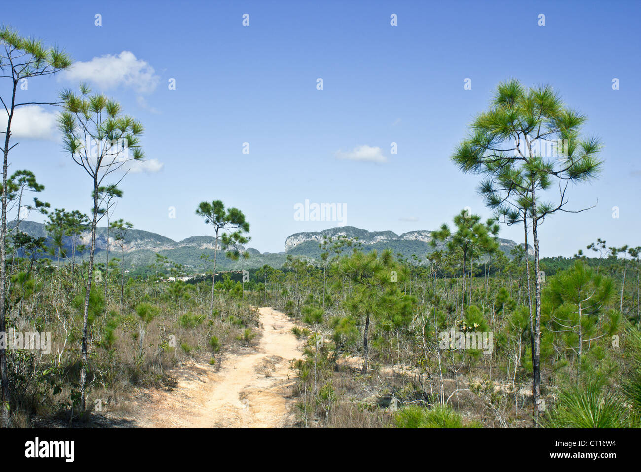 Dirt path in forest Stock Photo