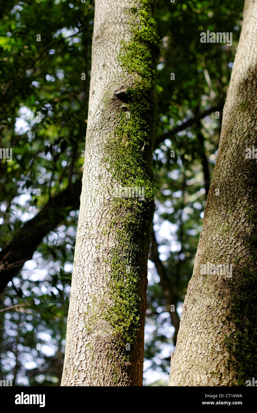 Moss on Tree, Roy's Redwood Preserve, Marin County, California,USA. Stock Photo