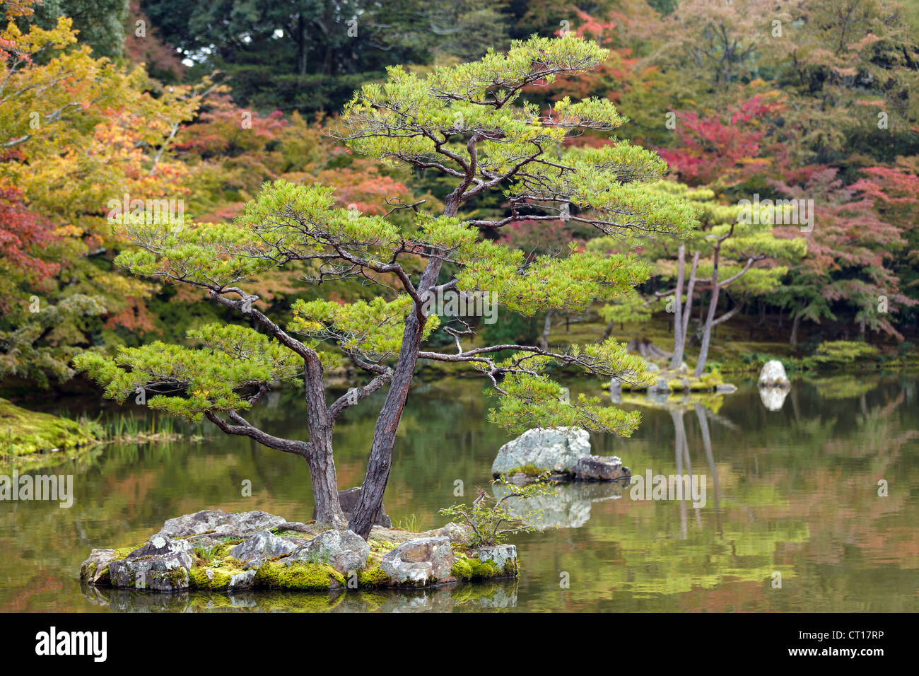 pine tree in Kinkakuji japanese zen garden , Kyoto Stock Photo
