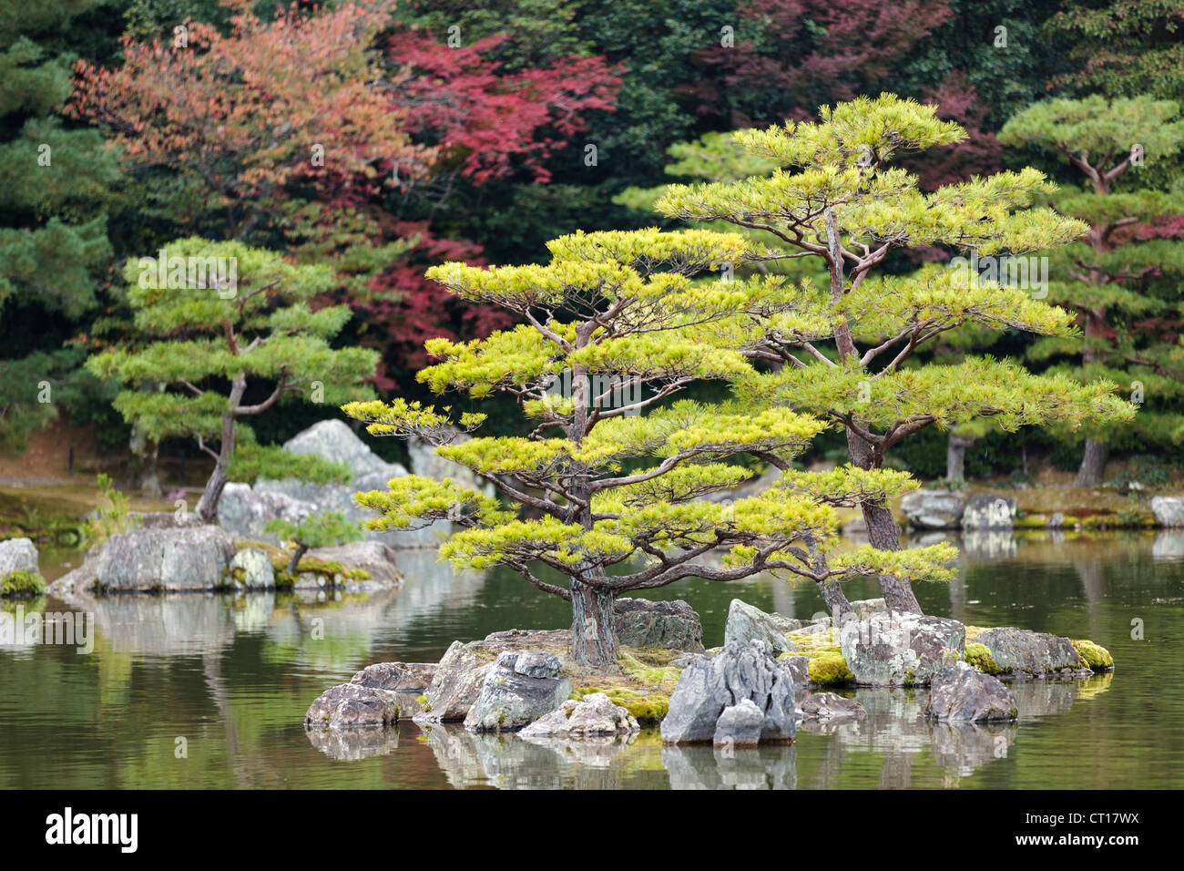 pine tree in Kinkakuji japanese zen garden , Kyoto Stock Photo