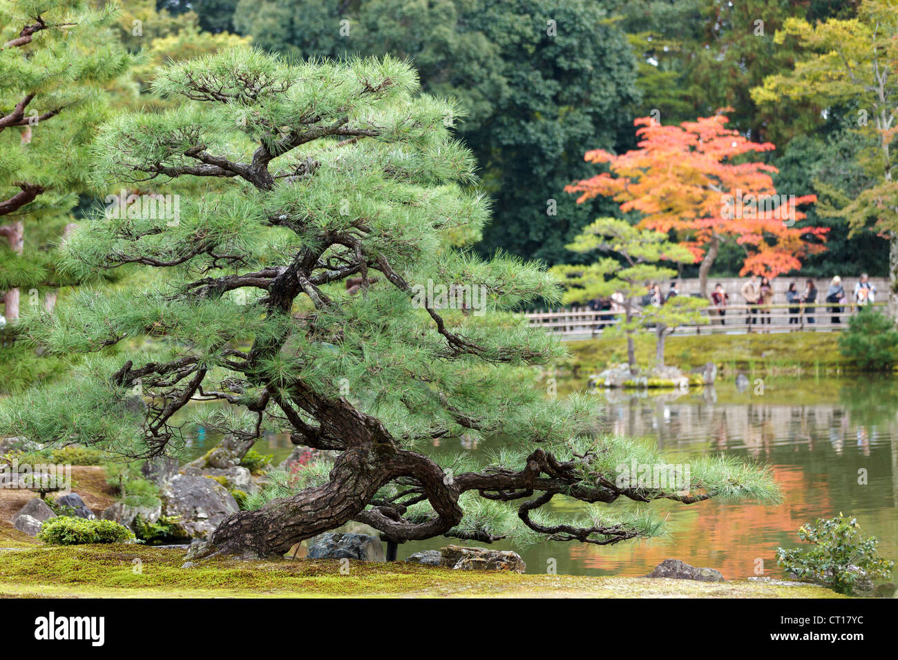 twisted pine tree in Kinkakuji japanese zen garden , Kyoto Stock Photo