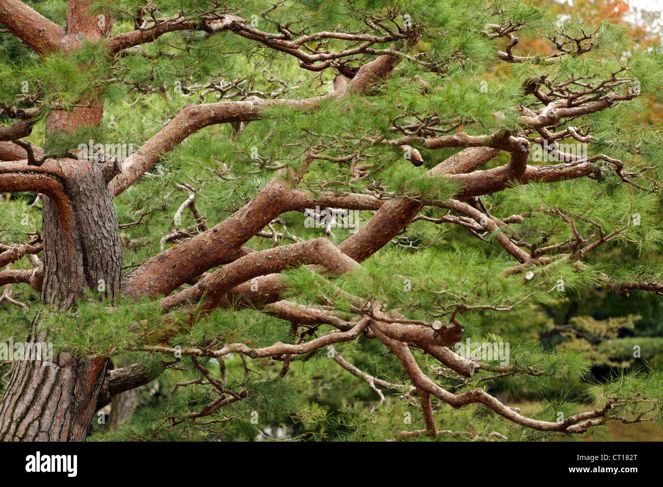 detail of japanese pine tree in zen garden, kyoto Stock Photo