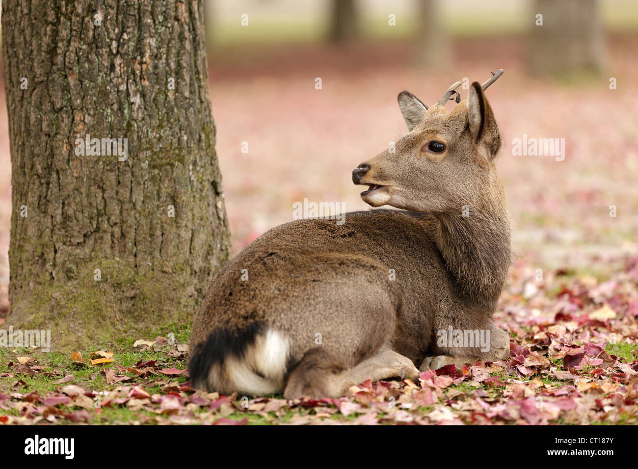 cute deer lying near tree in autumn season, Nara park, Kyoto, Japan Stock Photo