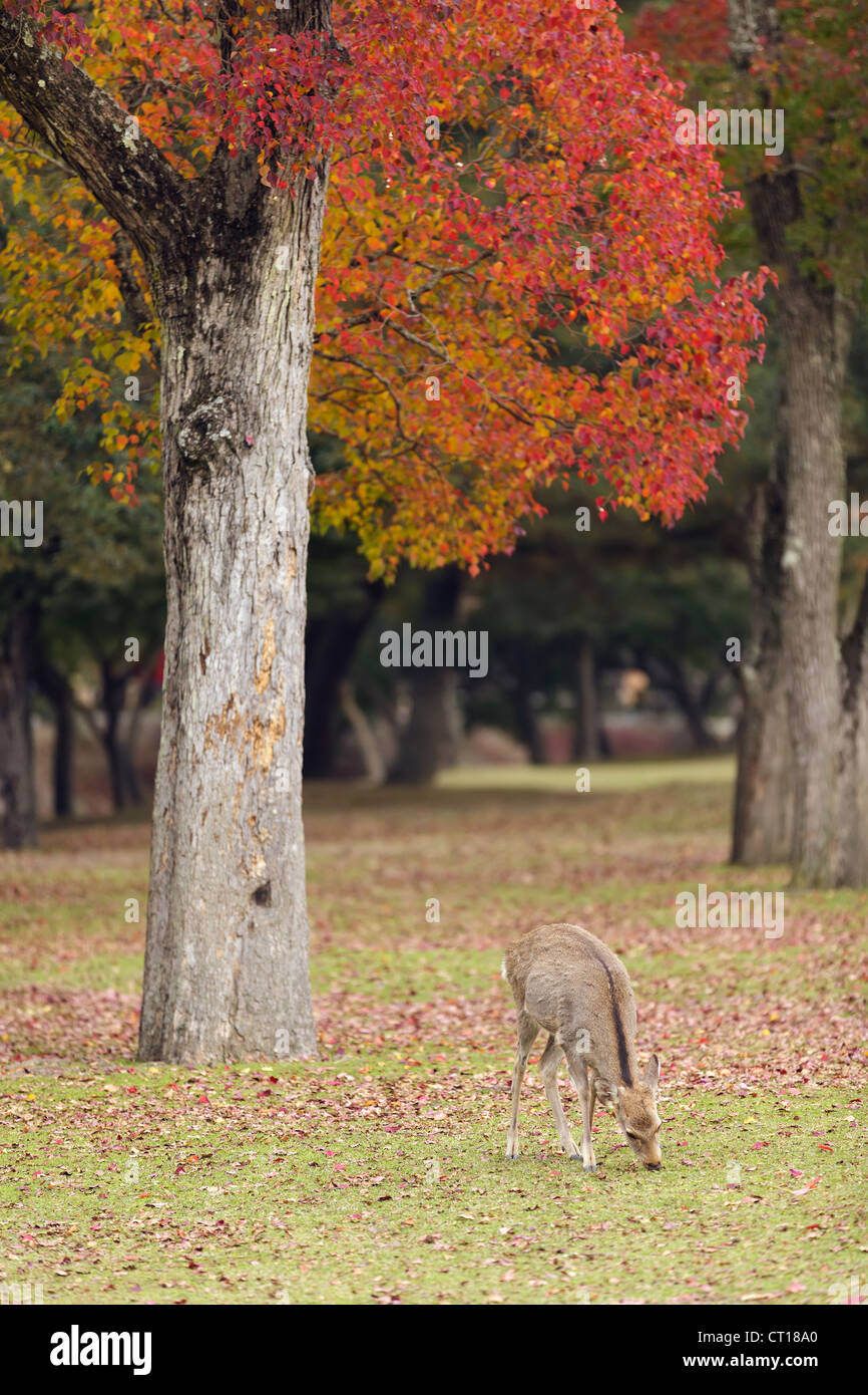 young deer grazing in Nara Park at fall season, Kyoto, Japan Stock Photo