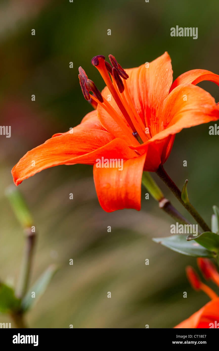 Flora flower flowers garden lilies lily orange plants pot vertical hi